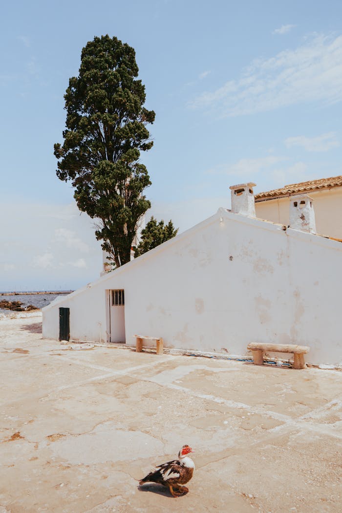 Scenic view of Kerkyra with traditional white architecture and lone duck.